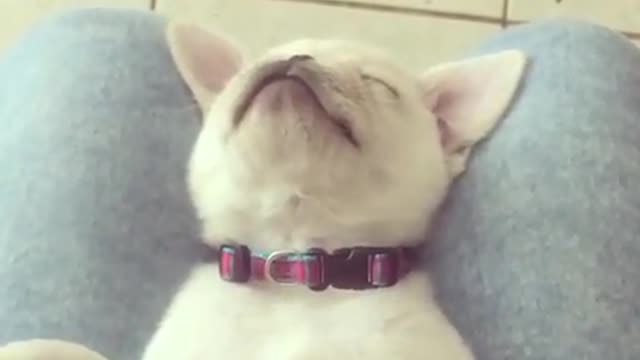 Pug fighting sleep compilation