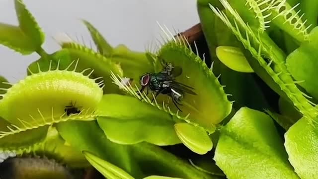 Snapshot of a plant swooping to an insect quickly after the insect is stuck in the gelatinous.