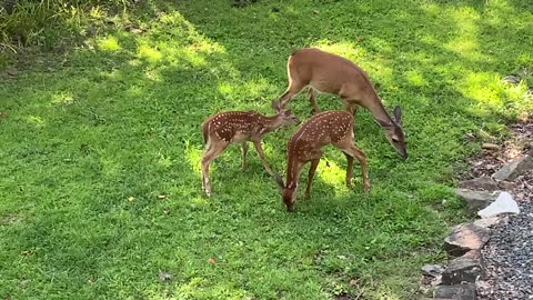 Deer 🦌 fawns 🦌 NW NC at the Treehouse 🌳 Lady, Hattie, and the gang say Good morning 🌞