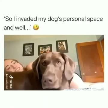 Dog throws tantrum when owner invades her personal space