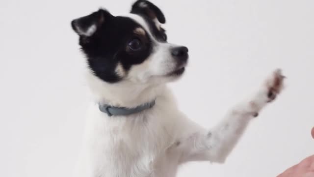 How to teach a dog to give paw