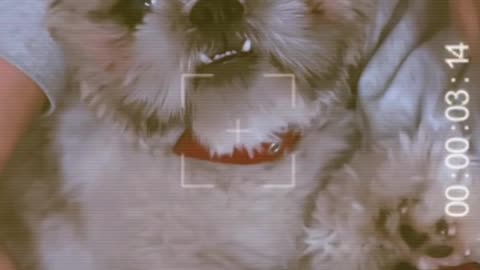 Pablo vampire teeth