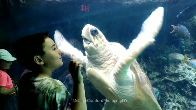 Amazing Seaturtle Meets Boy Moment