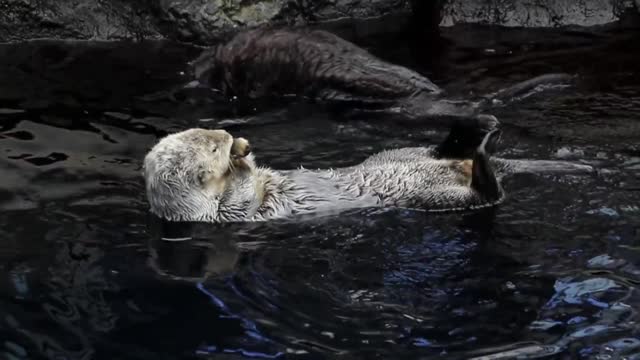 Otter chaos!!sea otters swimming, Twirling and Swirling at Monterey Bay River!