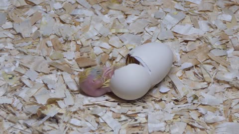 4 Chick Hatching From Egg In Farm Incubator And Hatchery