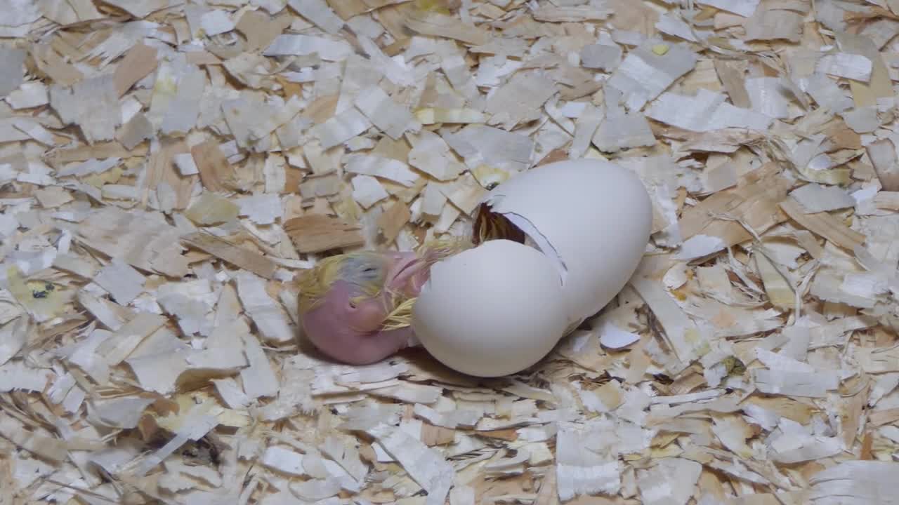 4 Chick Hatching From Egg In Farm Incubator And Hatchery