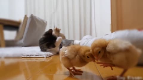 cute funny cat's