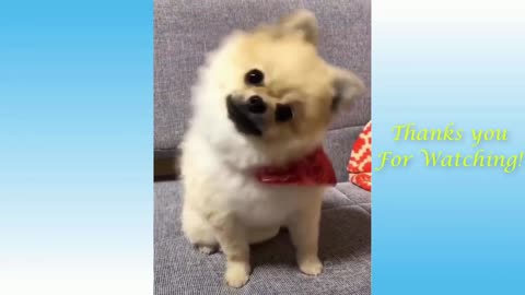 Stress Reliever Dog Show his Cuteness