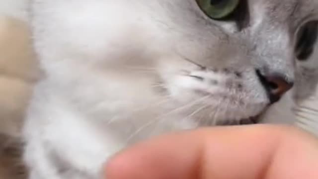 cat you chew your fingers