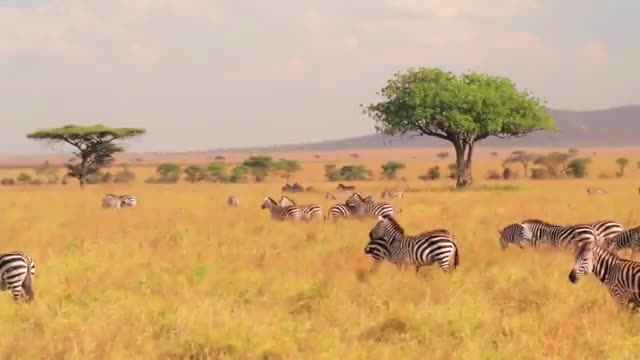 World animal