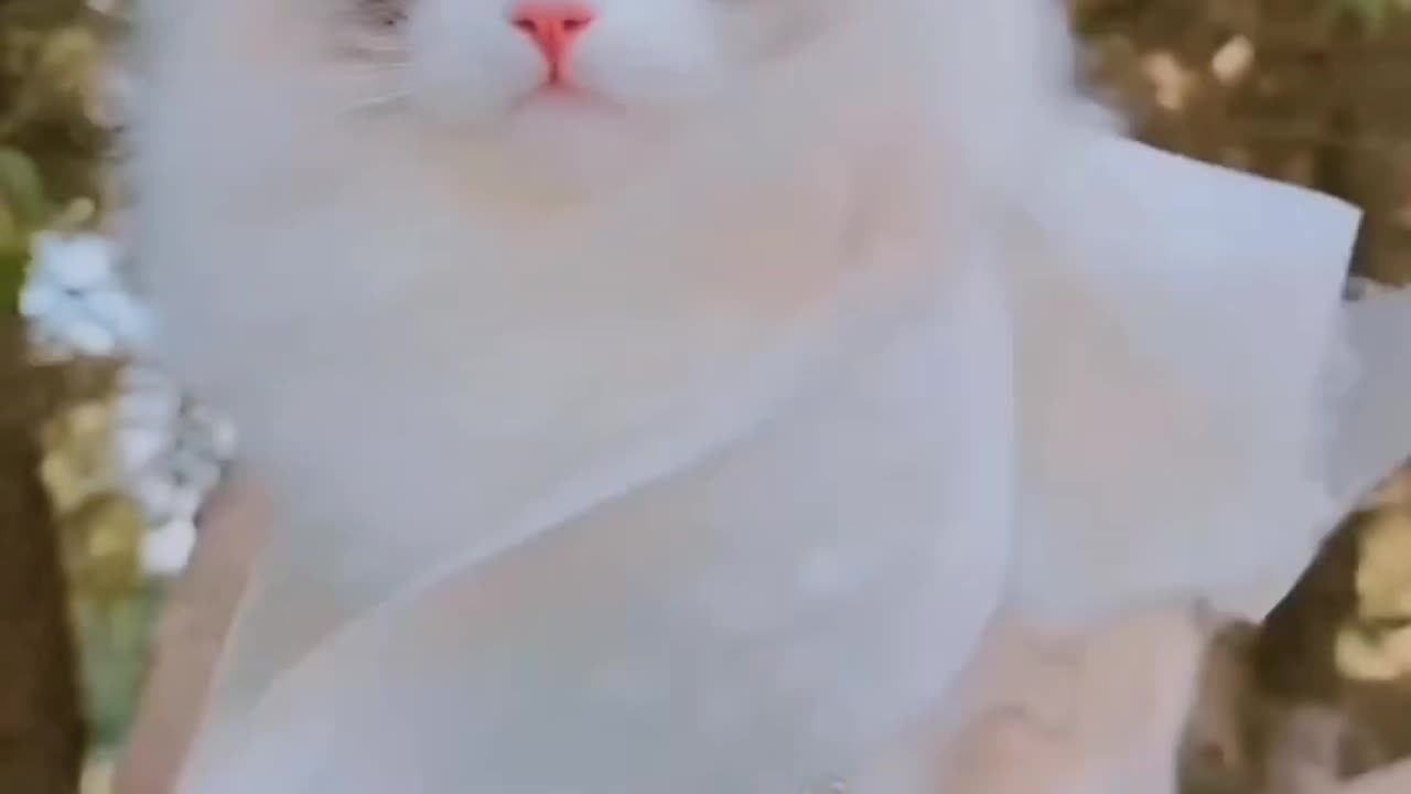 Funny cats video