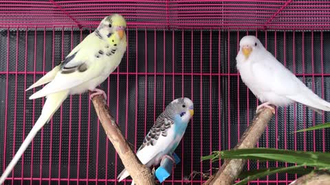 Video of Birds Inside a Cage (9)