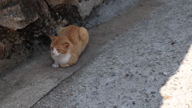 Sleeping cat(1)
