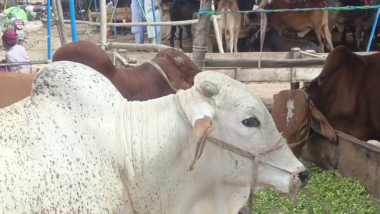 Peshawar Mandi Vlog