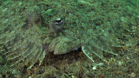 🌊🦚 Majestic Peacock Flounder: A Close-Up Encounter on Sandy Seafloor! 🐠✨