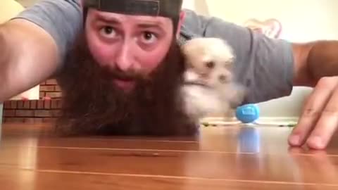 Puppy Hiding in Beard