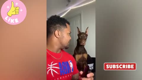 They are so funny dogs!! lovely pets !! naughty fight !! dogs lover !!