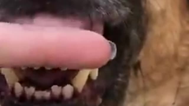 Dogs funny video to Fun for fingers