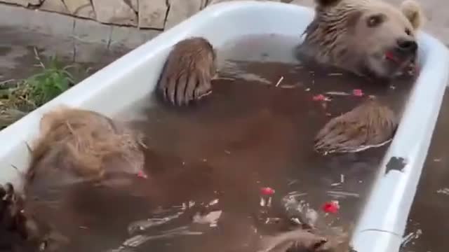 Funny Animal Bath