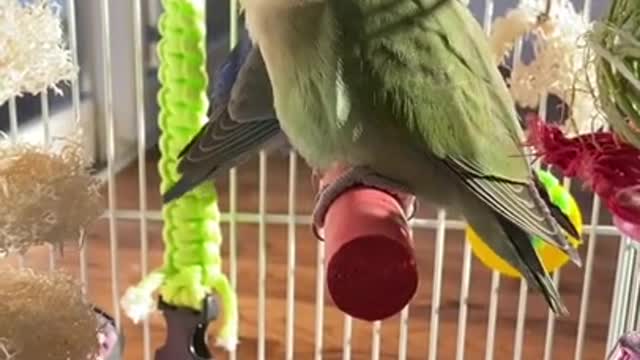 parrot talking smart Indian fany parrot