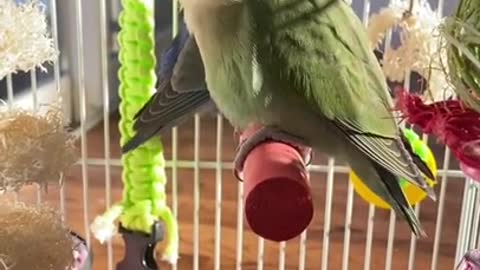 parrot talking smart Indian fany parrot