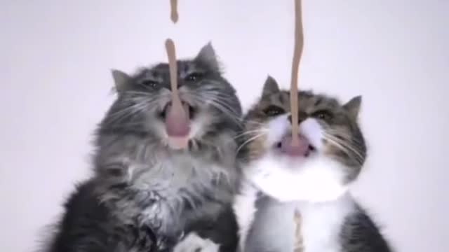Funny kitty 02