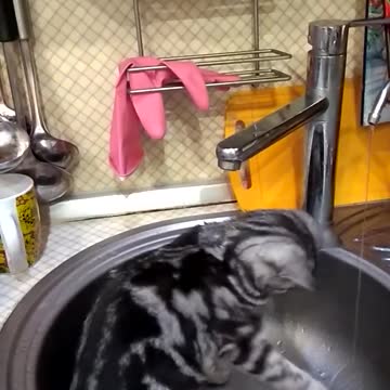 A handsome cat catches and drinks water from a washbasin