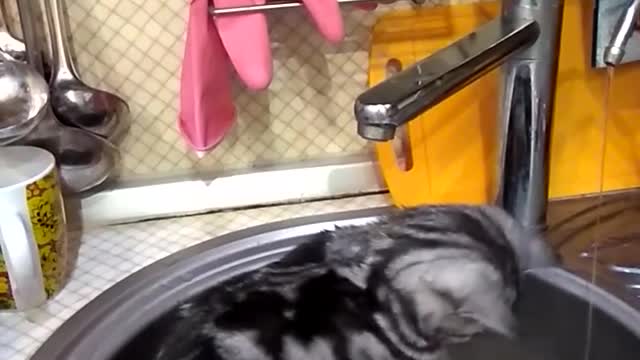 A handsome cat catches and drinks water from a washbasin