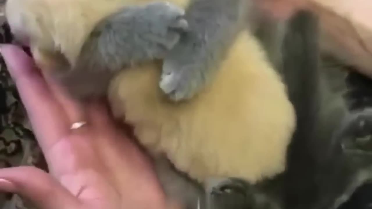Carring pet