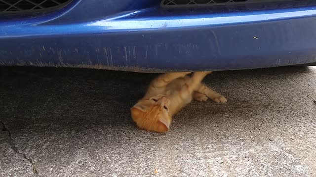 The Best Me'CAT"nic in the world