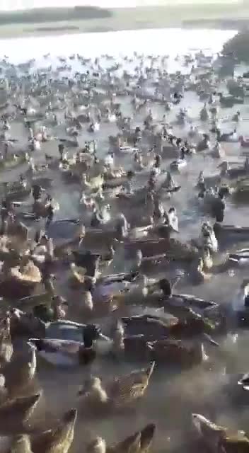 Дикие утки.