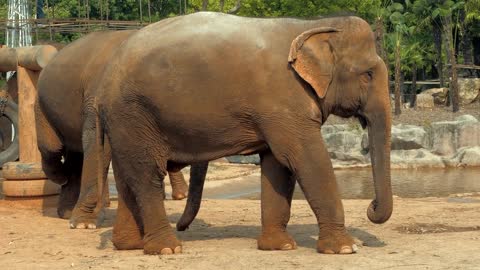 Close-up view of african elephant in zoo