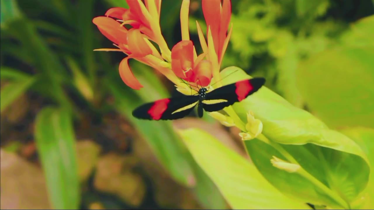 The nature