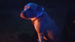 Titan in his chair by the camp fire