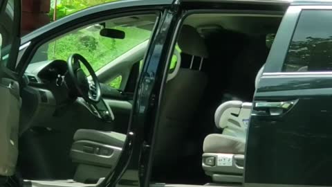 Bear Opens up Car Doors like a Boss