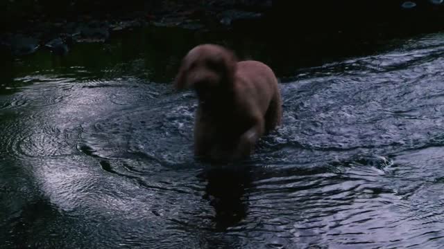 A dog hunts rocks in a stream in slow motion