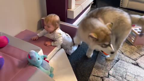 Adorable Puppies Love Babies Compilation 😍 A Cute Puppy 🐶and Baby👶 Videos 2021