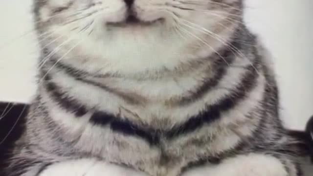 How charming is the cat's smile..🤗🤗🐱# subscribe this channel for more videos
