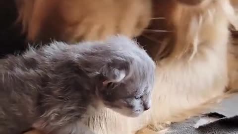 Gentle Golden Retriever Babysits Newborn Kitten