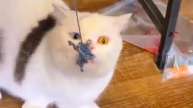 Best Funny Cats Video Cute Animals Of World 2022