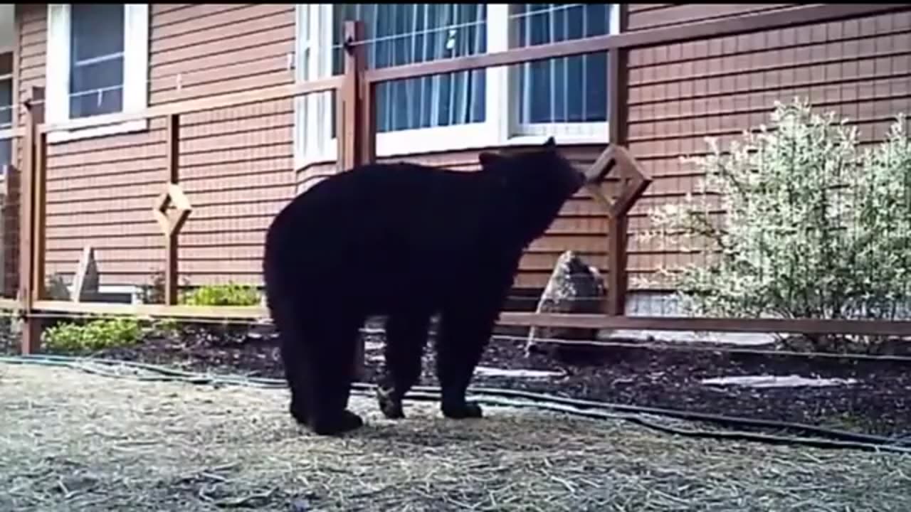 Animal got zapped