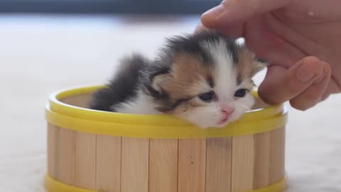 Give the little kitten a name! This time it’s the soup series~ #小奶猫的 Bits and Pieces # is so cute that it explodes 💥 #小奶猫# adorablepet debut plan#all things cute plan