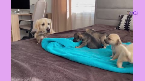 Funny and happy cute dogs