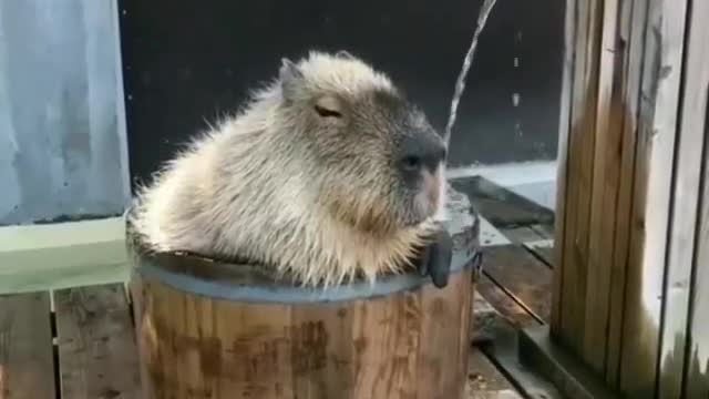 Capybara enjoying his bath