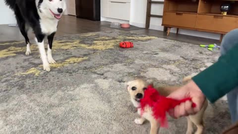 How to STOP The PUPPY BITING & CHEWING MACHINE! Reality Dog Training