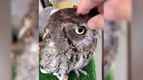 Funny Animals Videos 2020Best Of The 2020 Funny Animal Videos 1