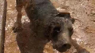 Black Lab Gets Messy in Mud Bath