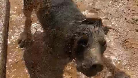 Black Lab Gets Messy in Mud Bath