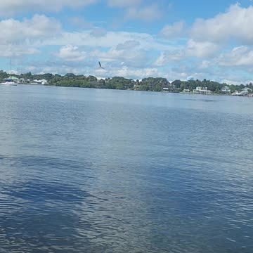 Dolphins Crashing Mullett Indian River