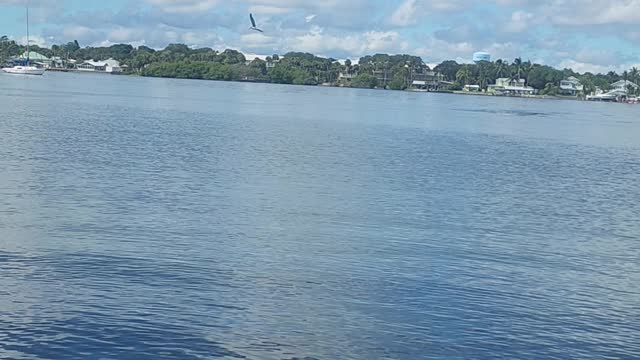 Dolphins Crashing Mullett Indian River